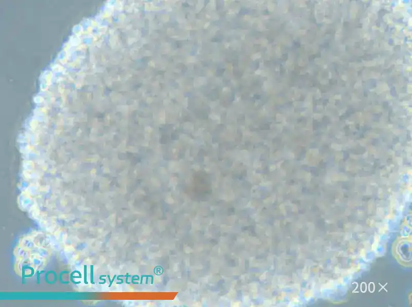 HH [Human lymphoma] Cell Complete Medium - 6