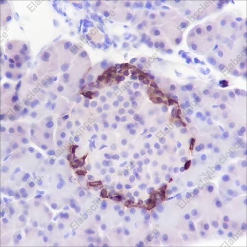 Recombinant GLP-1 Monoclonal Antibody - 4