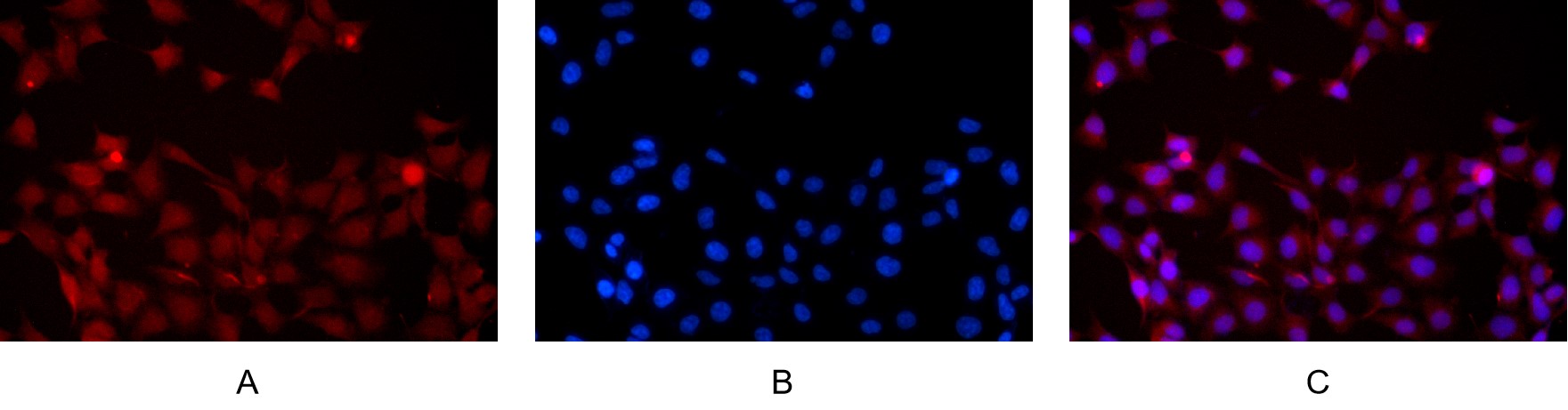 Recombinant JNK1/2/3 Monoclonal Antibody - small - 5