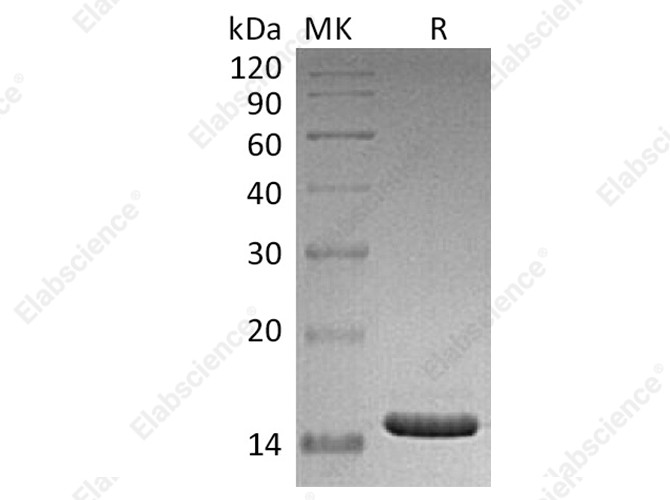 Recombinant Human CD40L/TNFSF5 Protein (E.coli) - 1