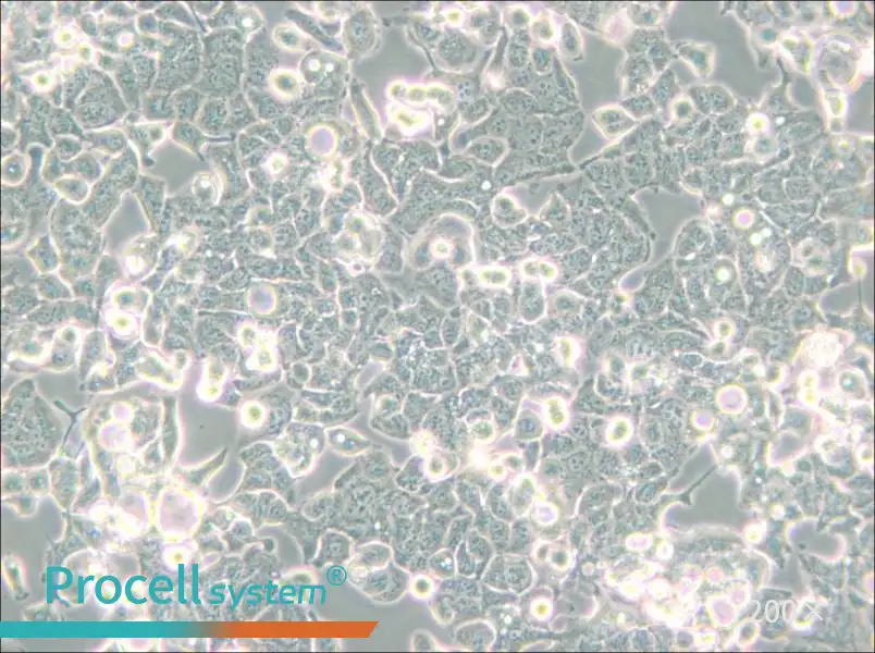 HEC-1-B Cell Complete Medium - 6