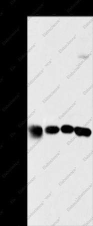 MRPL39 Polyclonal Antibody - 1