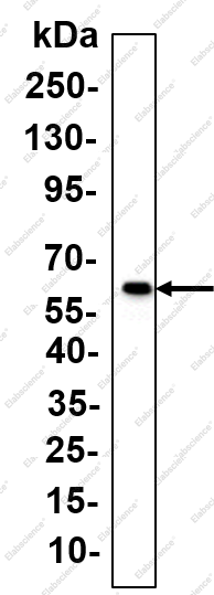 Recombinant CRMP-2 Monoclonal Antibody - 1