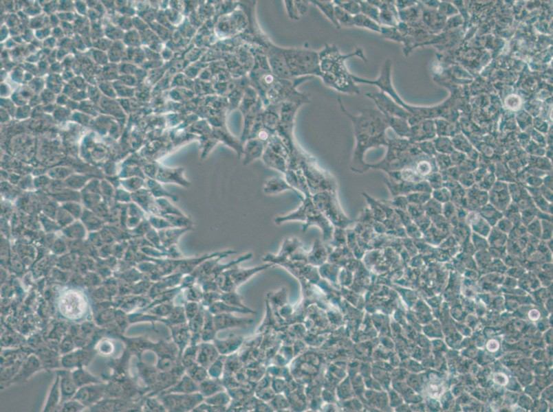 SW756 (DMEM) Cell Complete Medium - 5