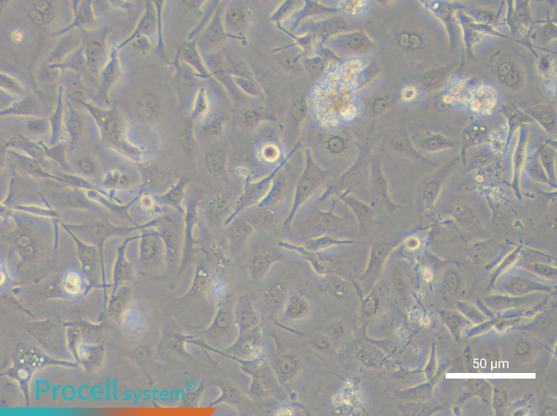 TGBC18TKB Cell Complete MediumTGBC18TKB Cell Complete Medium - 5
