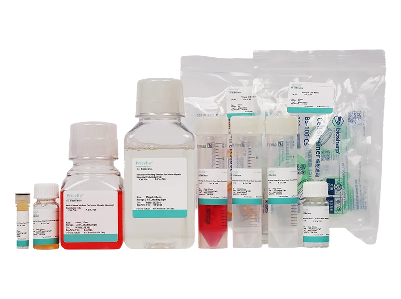 Mouse Liver Sinusoidal Endothelial Cells Isolation and Culture Kit - small - 2