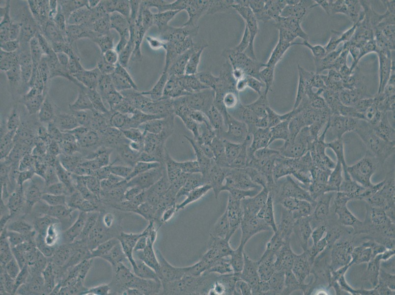 HTR-8-Svneo Cell Complete Medium - small - 6