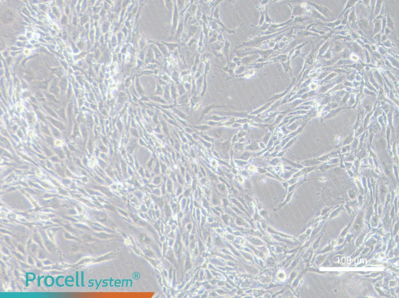 MS1 Cell Complete Medium - 3