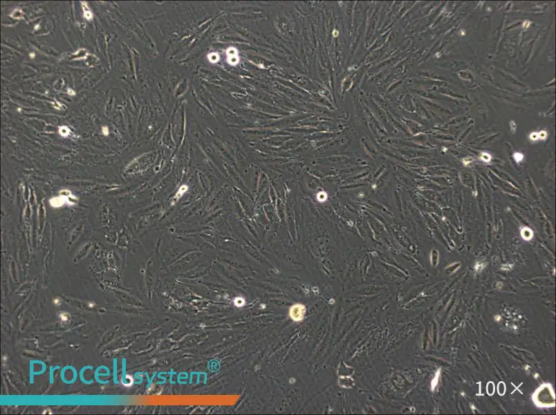 NCI-H2030 Cell Complete MediumNCI-H2030 Cell Complete Medium - 2
