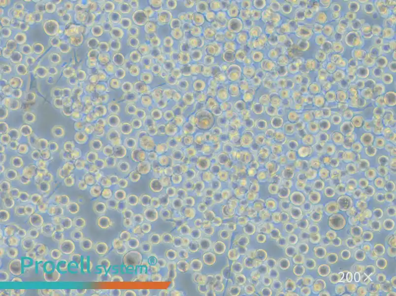 SK-MEL-1 Cell Complete Medium - 5