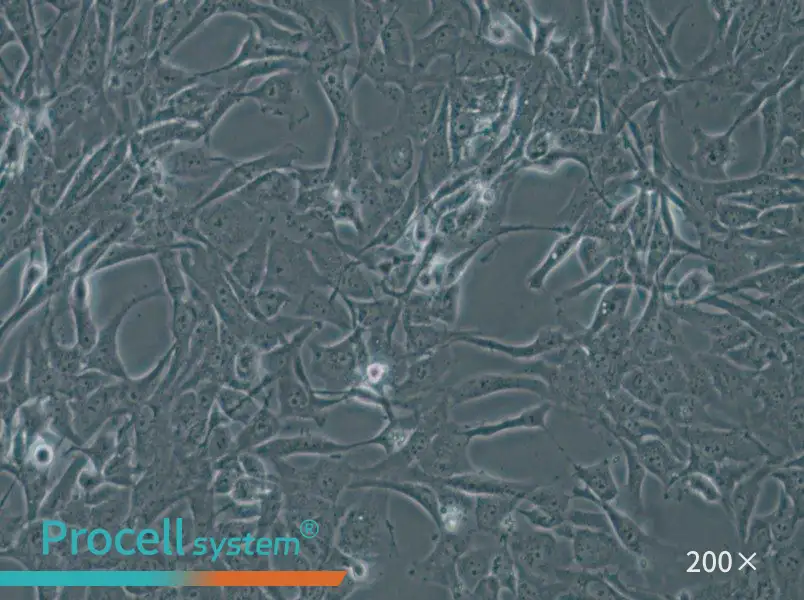 WPMY-1 Cell Complete Medium - 4