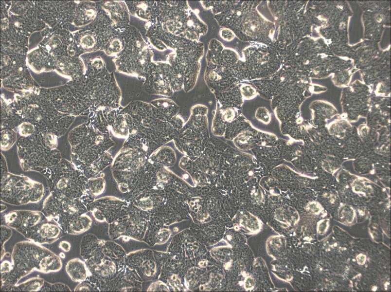 MFE-280 Cell Complete Medium-searchlist-1