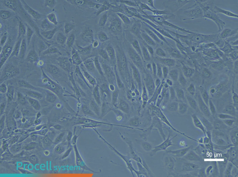 Rabbit Aortic Endothelial Cell Complete Medium - 4