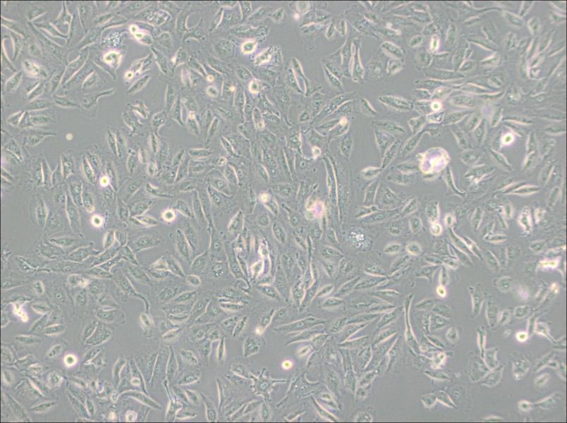 Caki-2 Cell Complete MediumCaki-2 Cell Complete Medium - 3