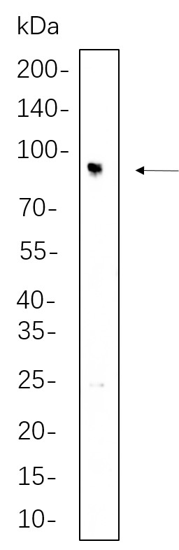 Recombinant IFT88 Monoclonal Antibody-searchlist-1