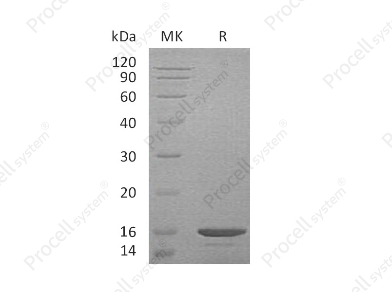 Exodus-2/CCL21a, Mouse, Recombinant