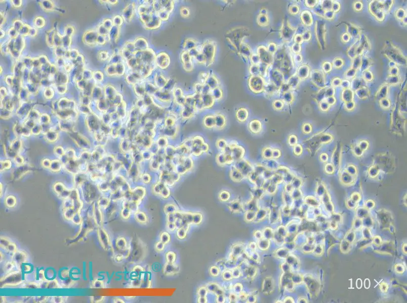Neuro-2a [N2a] Cell Complete Medium - 2