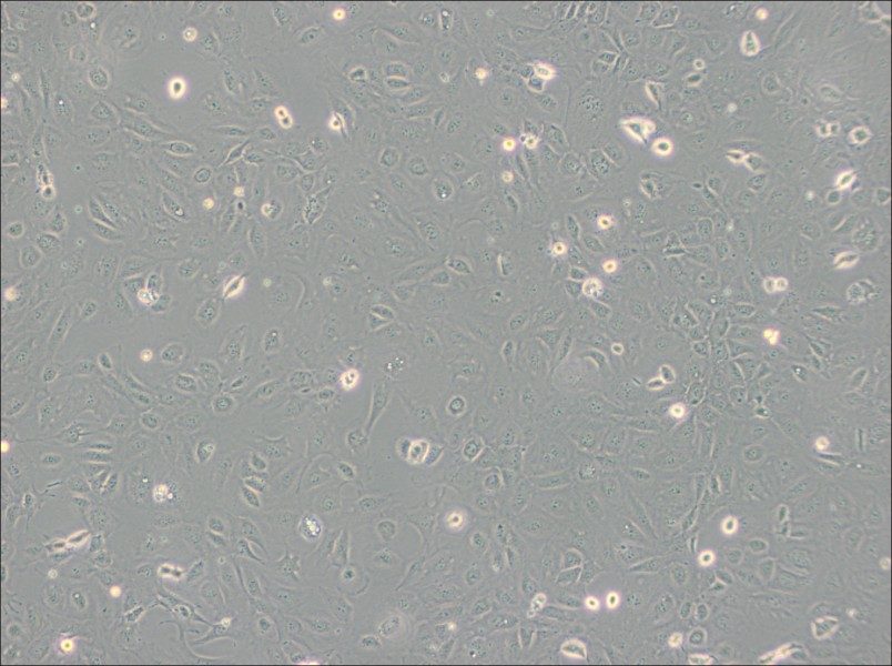 SVEC4-10 Cell Complete MediumSVEC4-10 Cell Complete Medium - 2