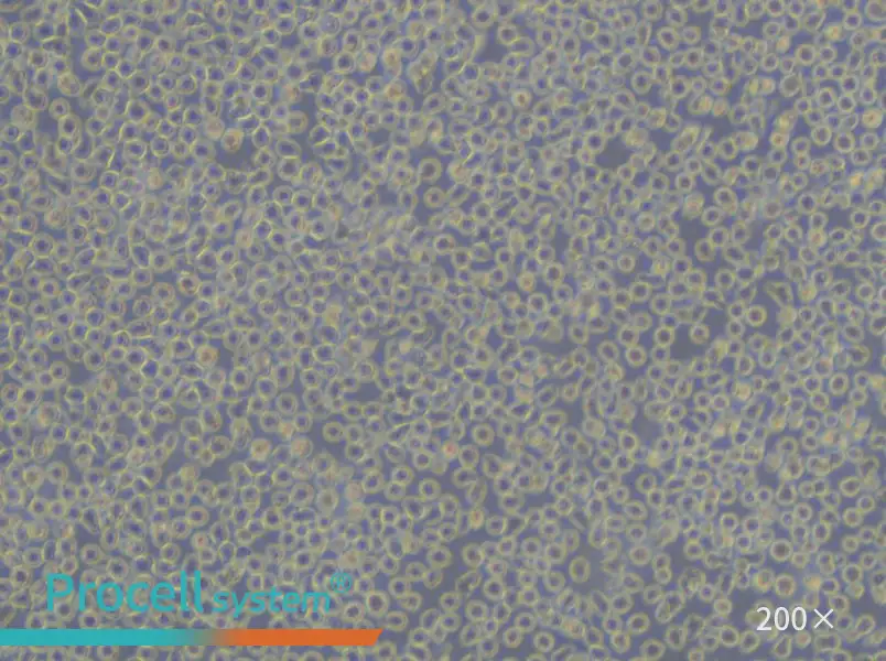 BV-173 Cell Complete Medium - 5