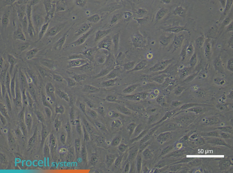 Human Pulmonary Arteriolar Endothelial Cell Complete Medium - 4
