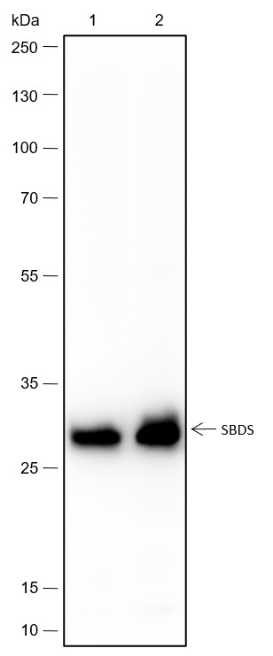 Recombinant SBDS Monoclonal Antibody-searchlist-1