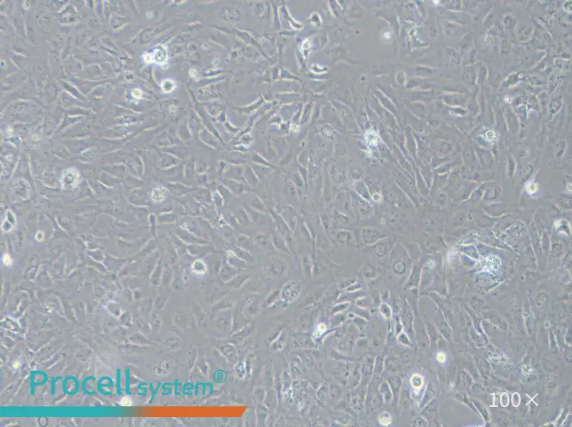 LX-2 Cell Complete Medium - 3