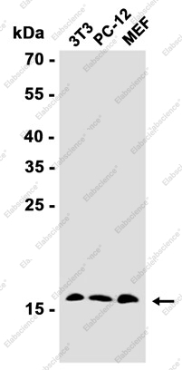 Recombinant SUMO Conjugating Enzyme UBC9 Monoclonal Antibody - 2
