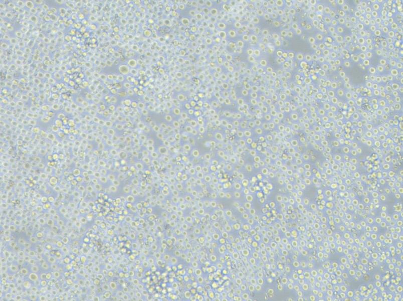 K562-FLUC Cell Complete Medium - 3