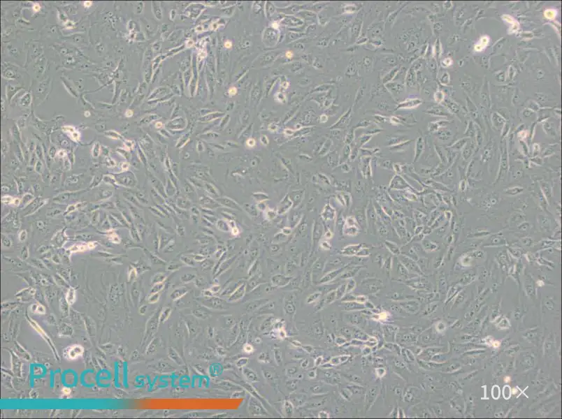 BS-C-1 Cell Complete Medium - 3