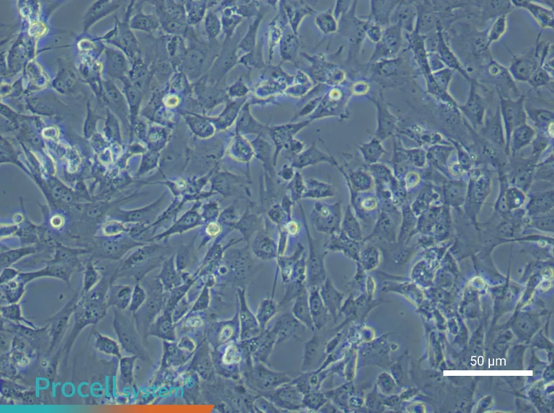 Rat Dermal Fibroblasts - 5