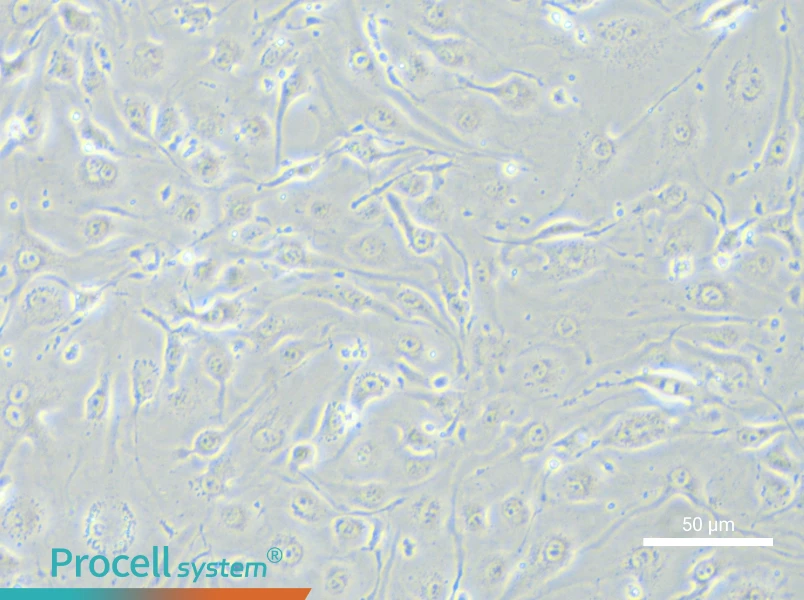 bEnd.3 [BEND3] Cell Complete Medium - small - 5