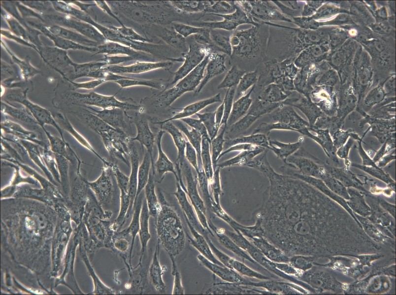 FRhK-4 Cell Complete Medium - small - 4