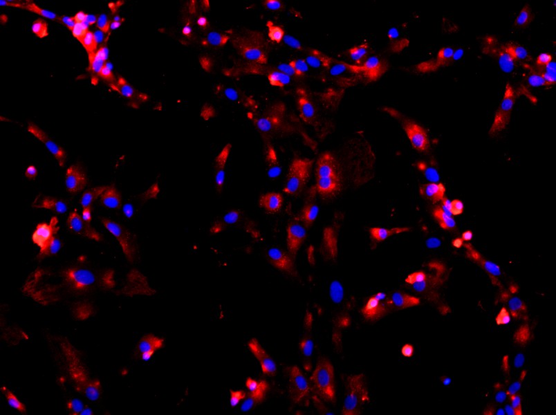 Rat Alveolar Type II Epithelial Cell Complete Medium - 2