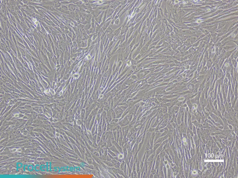 Porcine Adipose-Derived Mesenchymal Stem Cell Complete Medium - 2