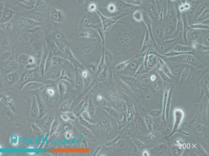 A875 [A-875] Cell Complete Medium - 3
