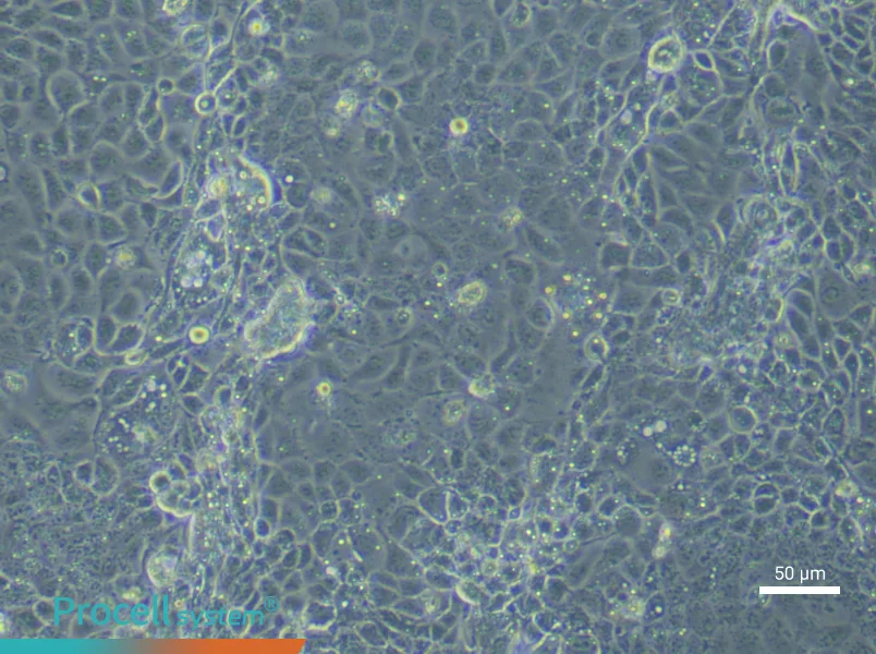 Mouse Corneal Epithelial (Primary cell immortalization) Cell Complete Medium - 6
