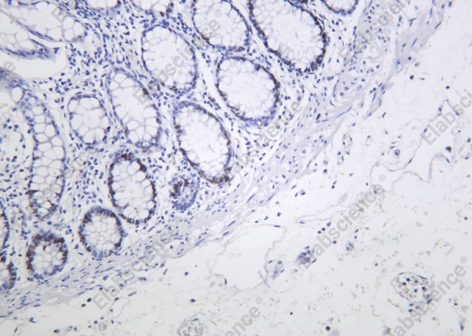 Recombinant MCM2 Monoclonal Antibody - 1