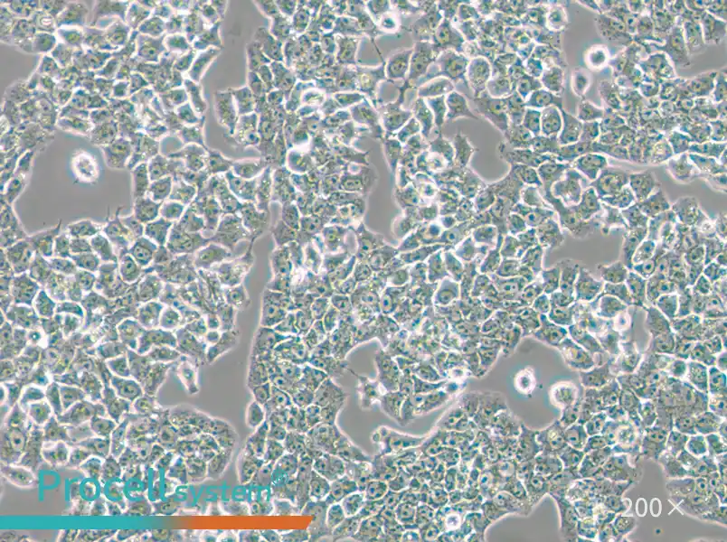 RH-35 Cell Complete Medium - 5