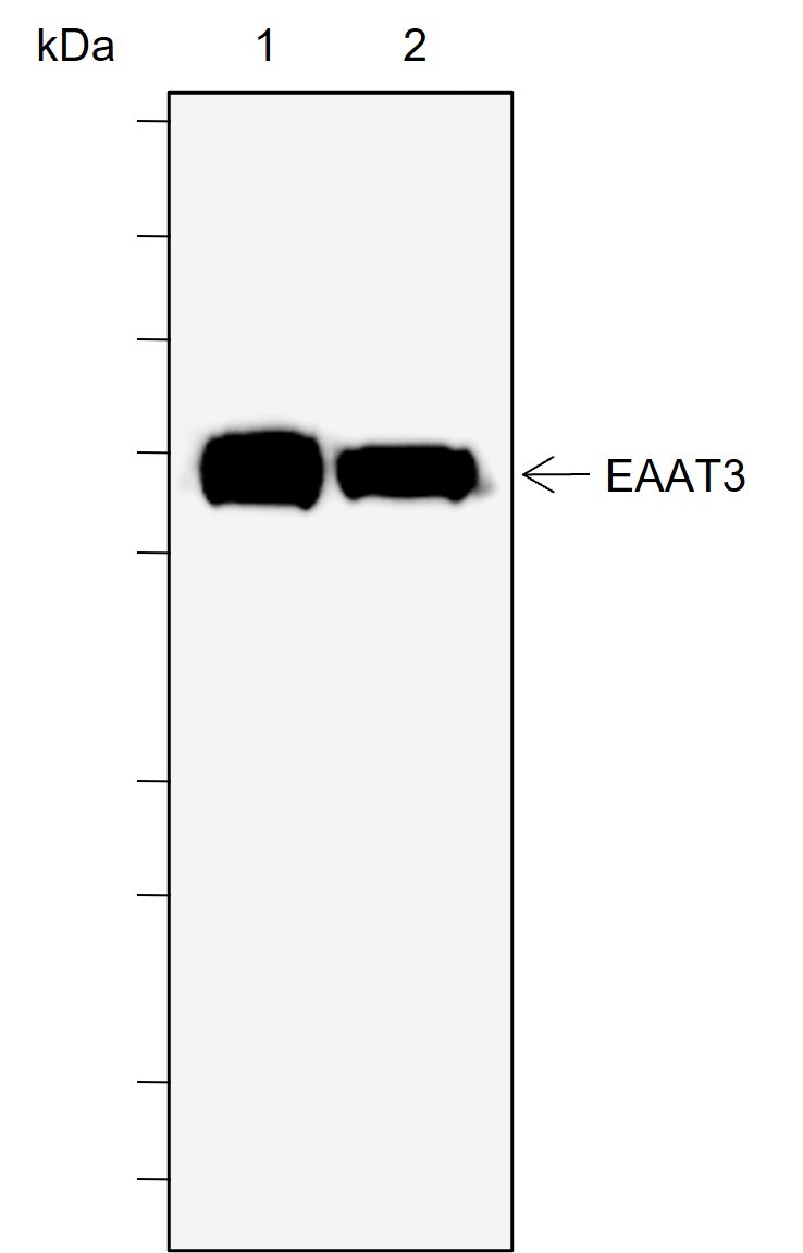 Recombinant EAAT3 Monoclonal Antibody - small - 1