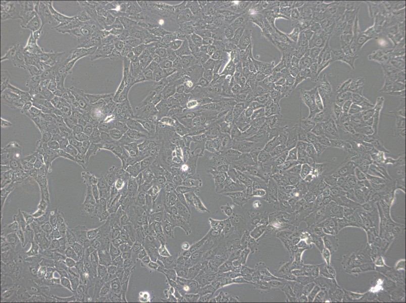 NCI-H1792 Cell Complete MediumNCI-H1792 Cell Complete Medium - 2