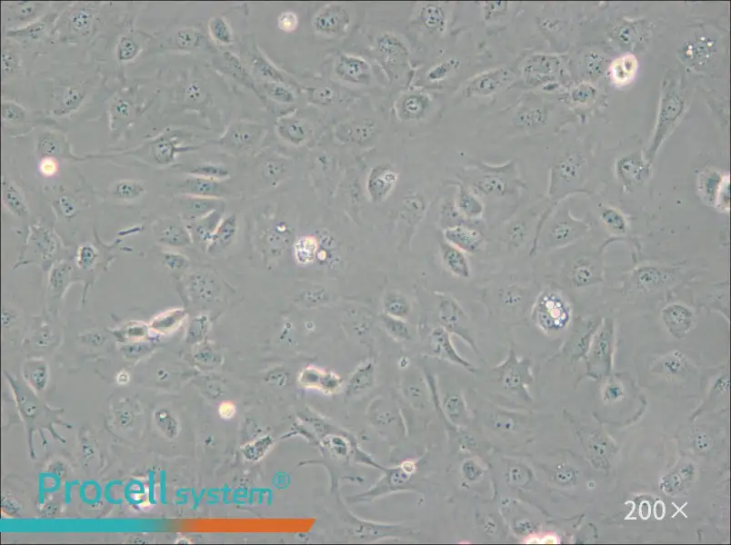 SVEC4-10 Cell Complete Medium - small - 5