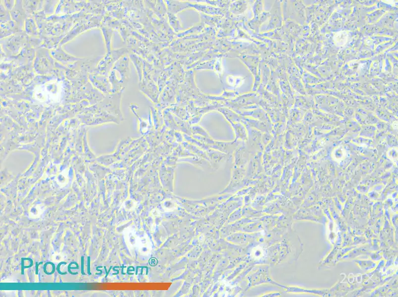 HSC-T6 Cell Complete Medium - small - 6