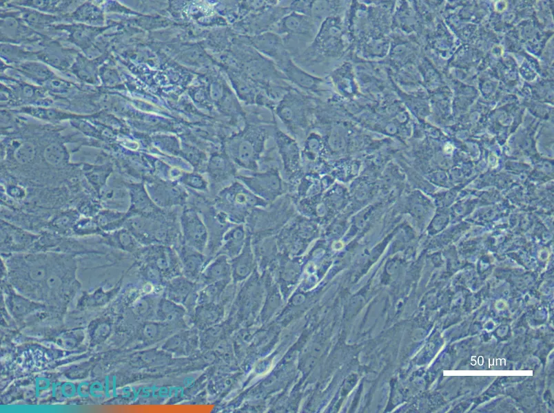Rat Tendon Fibroblasts - 5