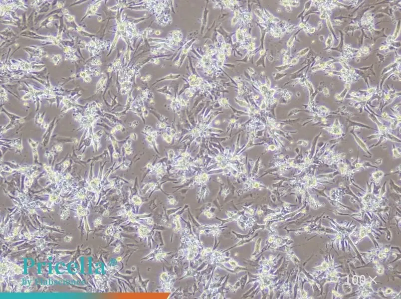 Mouse Cardiomyocytes Isolation and Culture Kit - small - 2