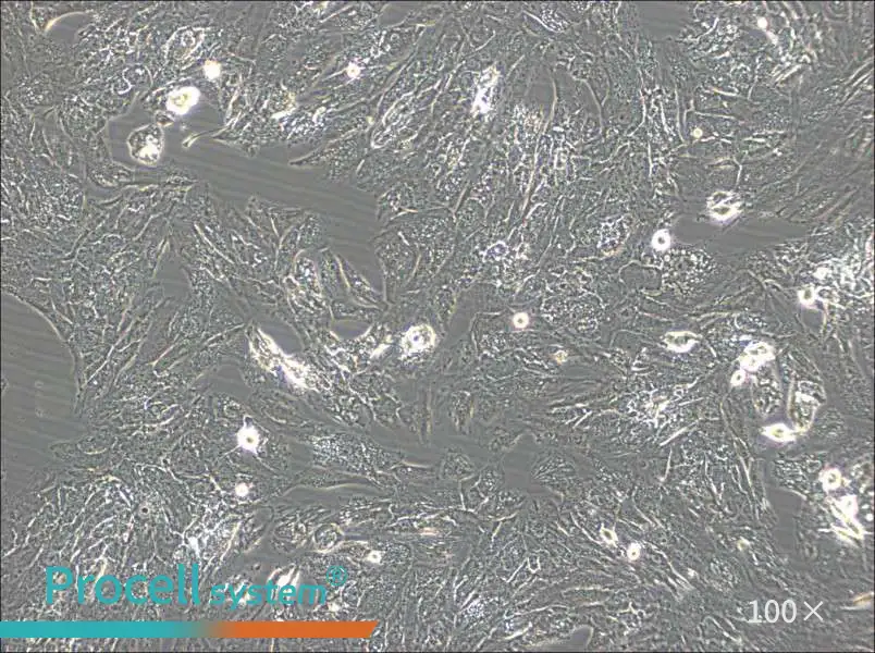 UM-Chor1 Cell Complete MediumUM-Chor1 Cell Complete Medium - 2