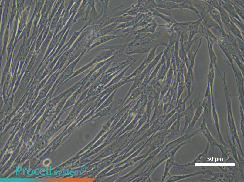 Human Renal Fibroblast Complete Medium - 4