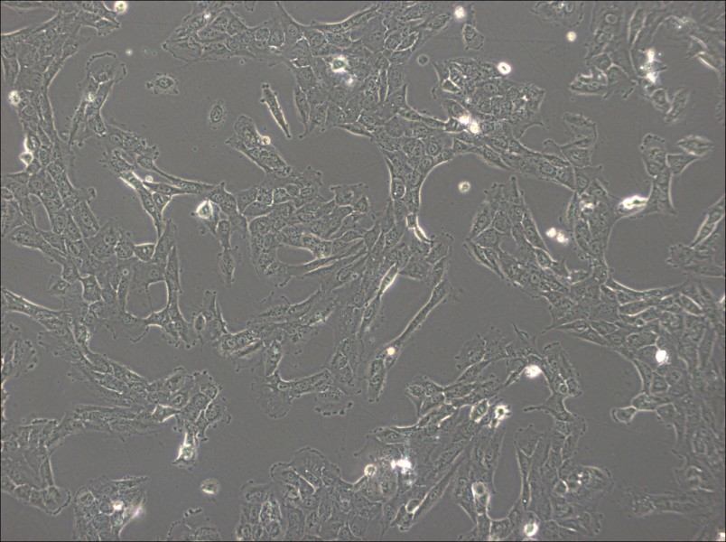 NCI-H1792 Cell Complete Medium - 6