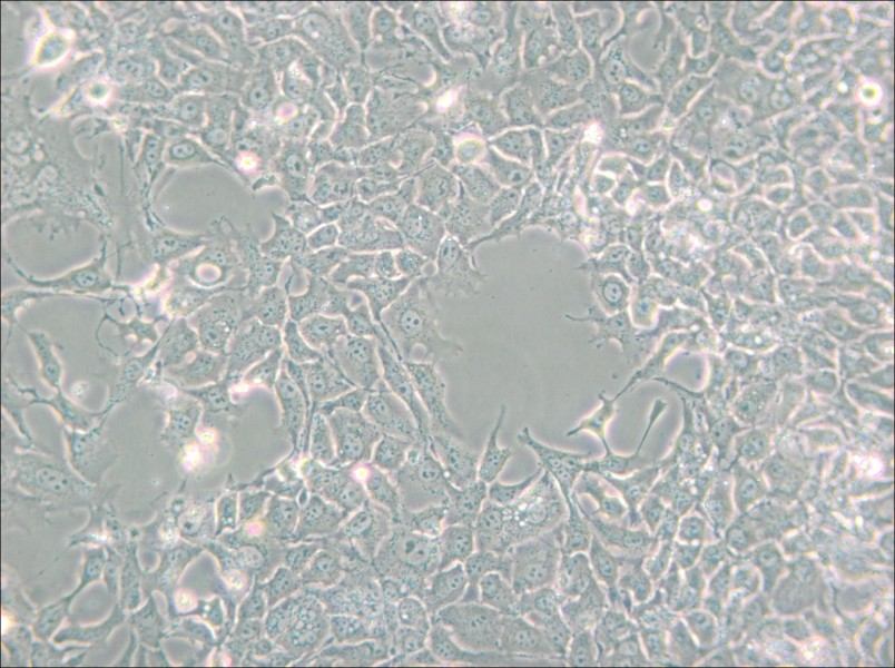 HCC827 Cell Complete Medium - 4