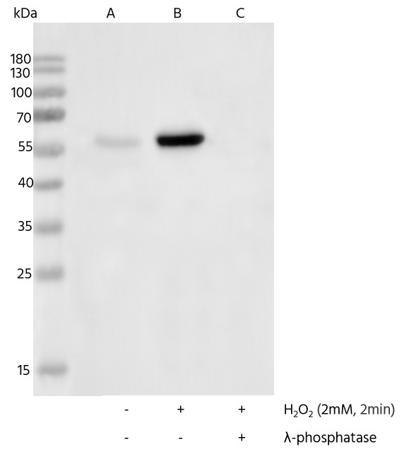 Recombinant Phospho-Src (Tyr530) Monoclonal Antibody - small - 2