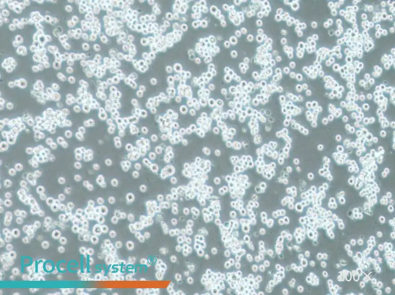 COLO 201 Cell Complete Medium - 2